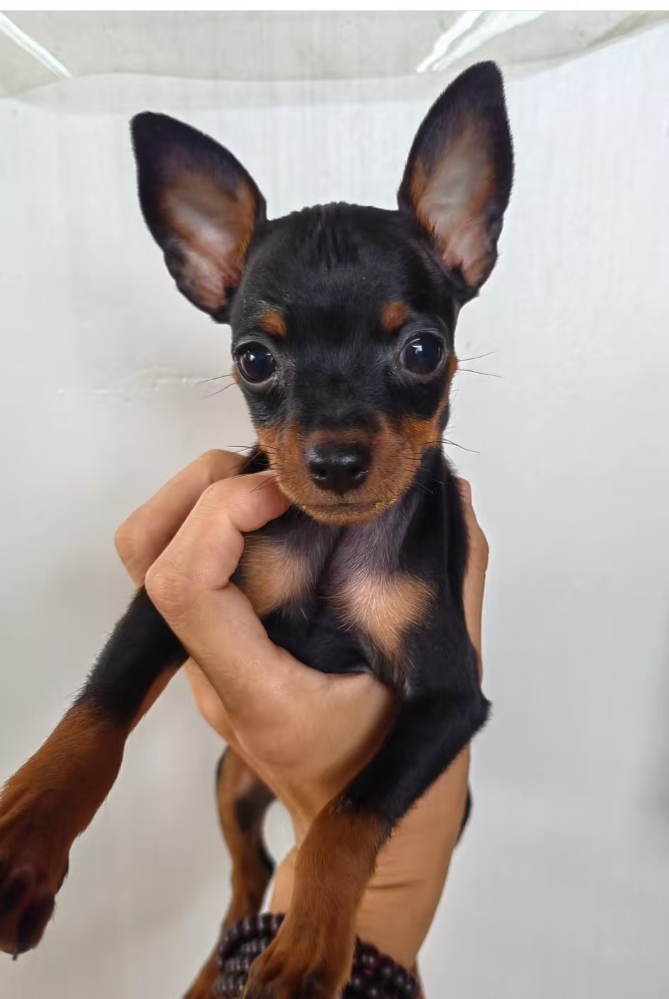 四肢修长，身姿优美，酷似小鹿而正式定名为小鹿犬